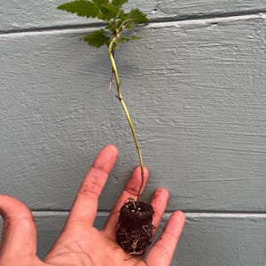 Pode incluir: Uma pequena planta verde com v&aacute;rias folhas e um caule fino, segurada na m&atilde;o aberta de uma pessoa. As ra&iacute;zes da planta s&atilde;o vis&iacute;veis, envoltas em um material marrom escuro semelhante ao solo. O fundo &eacute; uma superf&iacute;cie de madeira cinza-azul desgastada.