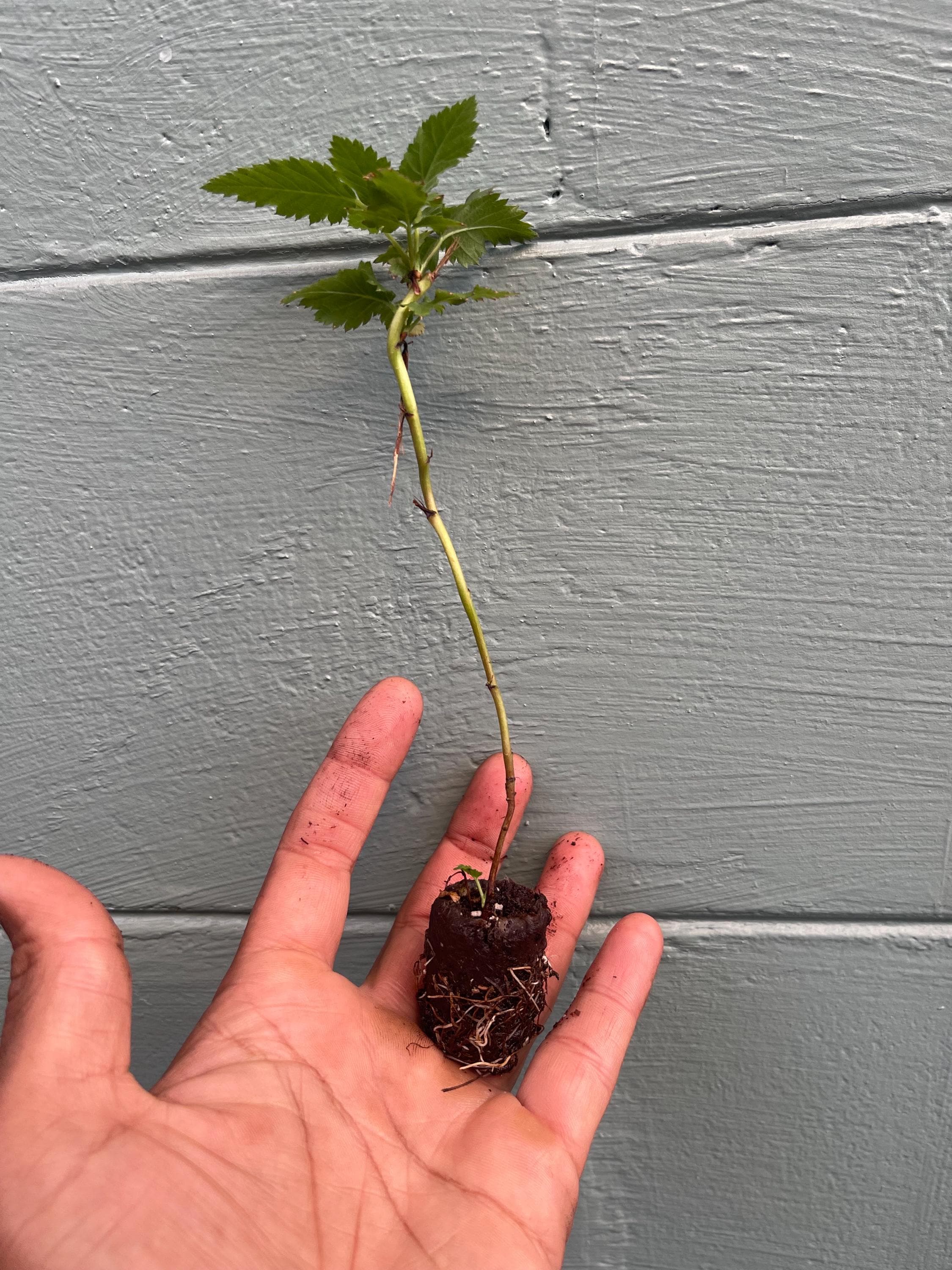 Prime-ark® Freedom Thornless Blackberry – Live Plant – Primocane ...