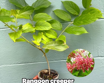 Rangoon Creeper Live Plant – Fragrant Color-Changing Tropical Vine