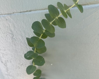 Baby Blue Eucalyptus Plant – Fragrant Silver Blue Foliage, Ornamental Tree