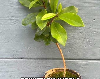 Rare Fragrant Brunfelsia × isola Plant | Lavender Lady of the Night, Hispaniola (Live 4” Pot)