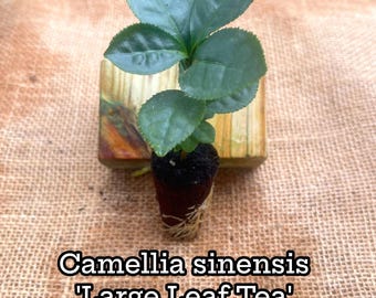 Camellia Sinensis Tea Plant: Live Herbal Tea Garden Gift