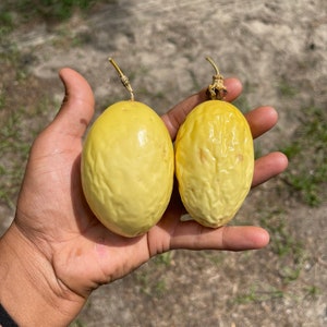 Yellow passionfruit (Passiflora edulis flavicarpa)