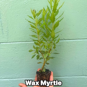 Southern Wax Myrtle (Myrica cerifera) – Evergreen Shrub for Wildlife, Candlemaking, and Culinary Use