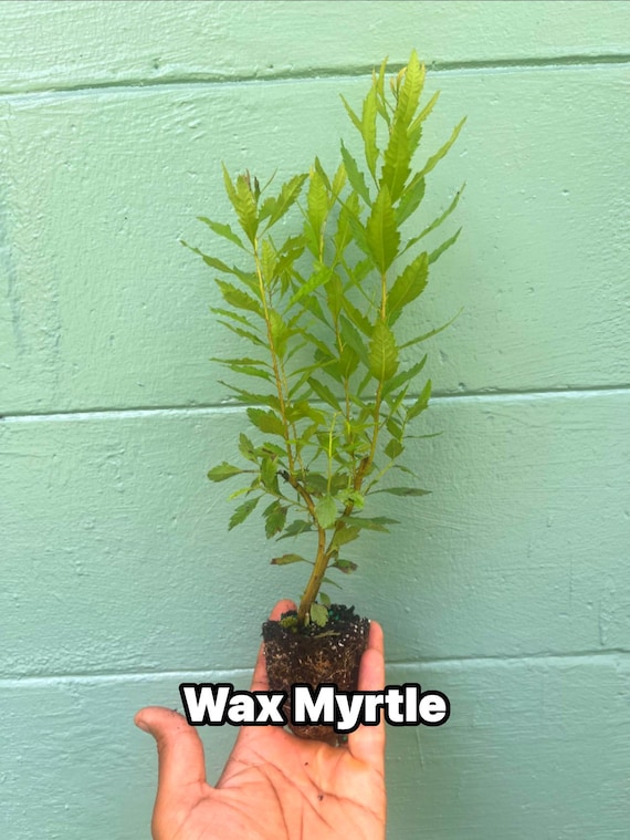 Southern Wax Myrtle (Myrica cerifera) – Evergreen Shrub for Wildlife, Candlemaking, and Culinary Use