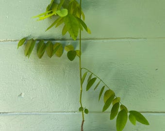 Katuk Plant — Sauropus androgynus | Sweet Leaf Bush