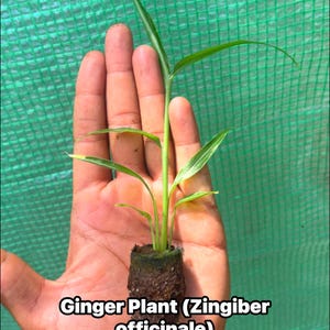 May include: A ginger plant, held in a hand, with green leaves and the text "Ginger Plant (Zingiber officinale)". The plant is in a small, soil-filled container. The background is a green mesh.