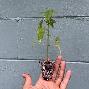 May include: A small green plant with visible roots is held in a hand. The plant has several green leaves and a thin stem. The roots are exposed, showing the plant's structure. The background is a textured, light blue wall.