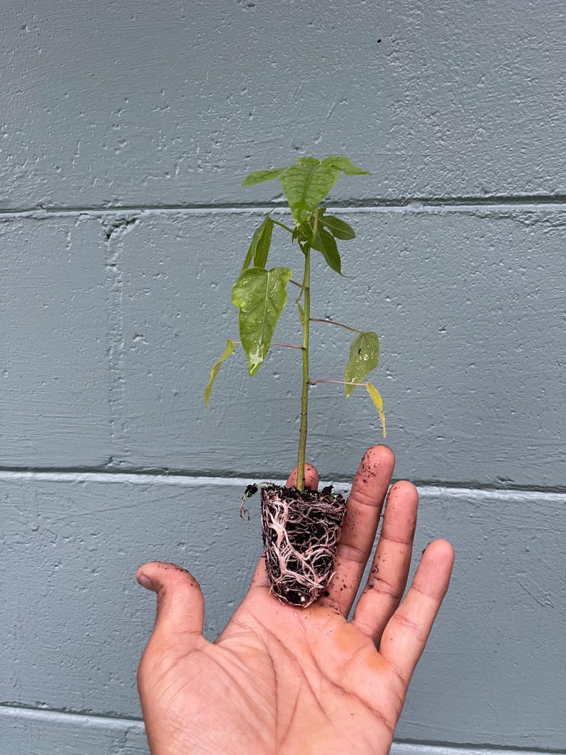 May include: A small green plant with visible roots is held in a hand. The plant has several green leaves and a thin stem. The roots are exposed, showing the plant's structure. The background is a textured, light blue wall.