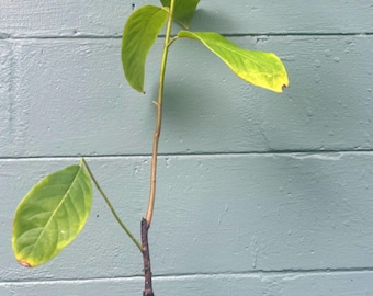 Grafted Cherilata plant ‘Painter’— The “Berry Cheesecake” Annona