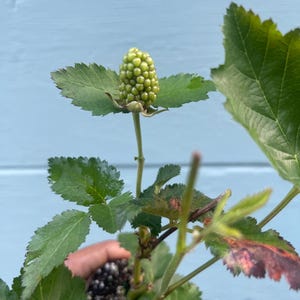 Pode incluir: Uma imagem de perto de uma amora verde n&atilde;o madura crescendo em uma planta. A amora &eacute; composta por pequenas esferas verdes. A planta tem folhas verdes com bordas serrilhadas. O fundo &eacute; azul claro.