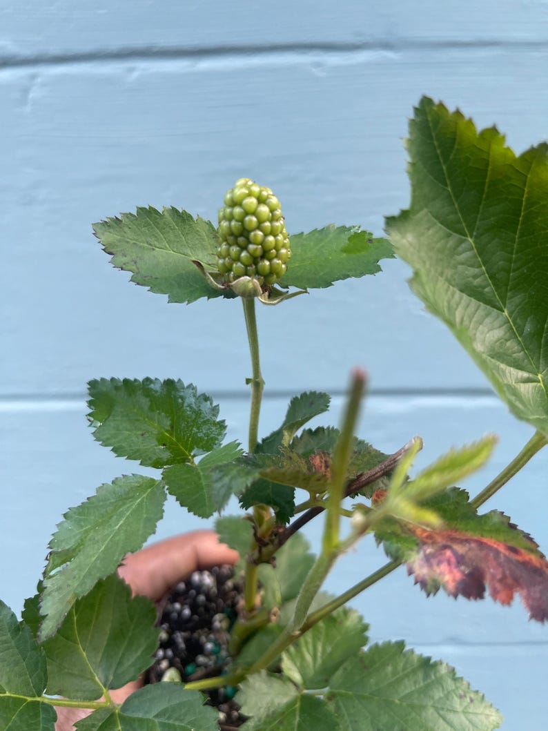 Pode incluir: Uma imagem de perto de uma amora verde n&atilde;o madura crescendo em uma planta. A amora &eacute; composta por pequenas esferas verdes. A planta tem folhas verdes com bordas serrilhadas. O fundo &eacute; azul claro.