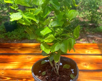 Jasminum sambac ‘Arabian Knights’ – Arabian Nights Jasmine (8 in pot)