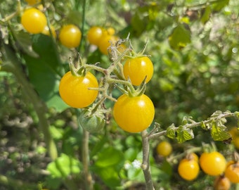 Yellow everglades tomato seeds (Rare)