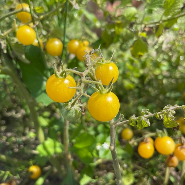 Yellow everglades tomato seeds (Rare)