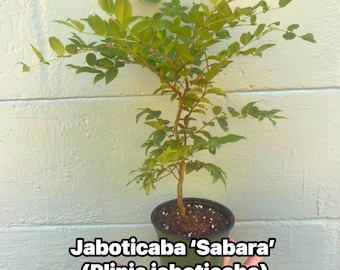 May include: A small Jaboticaba 'Sabara' plant in a black pot, held in a hand. The plant has green leaves and a brown stem. The text on the image reads 'Jaboticaba 'Sabara' (Plinia jaboticaba)'. The background is a light green wall.