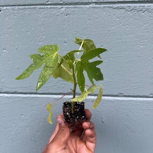 May include: A small papaya plant with green, lobed leaves is held in a hand. The plant's roots are visible, surrounded by soil. The background is a light blue painted wall.