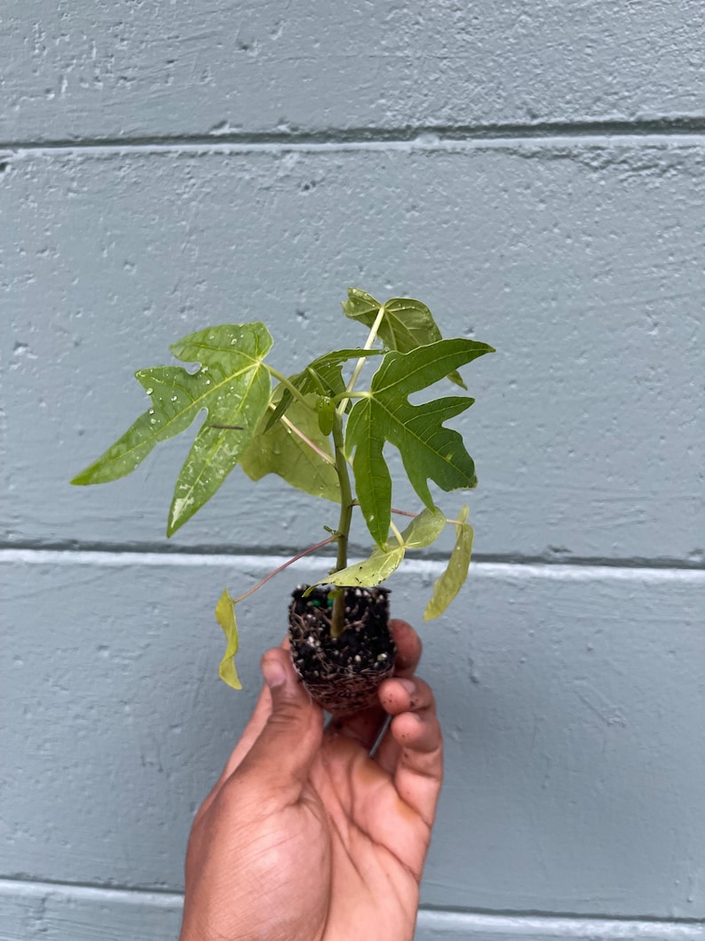 May include: A small papaya plant with green, lobed leaves is held in a hand. The plant's roots are visible, surrounded by soil. The background is a light blue painted wall.