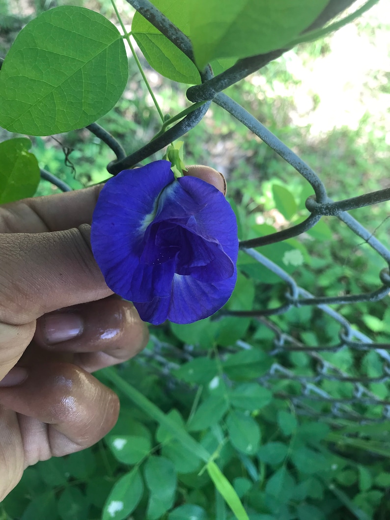 Butterfly Pea Flower Seeds Etsy