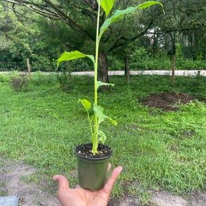 May include: A potted plant with vibrant green leaves and a tall, slender stem. The plant is in a dark green plastic pot, held in a person's hand. The background features lush green grass and trees, suggesting an outdoor setting.
