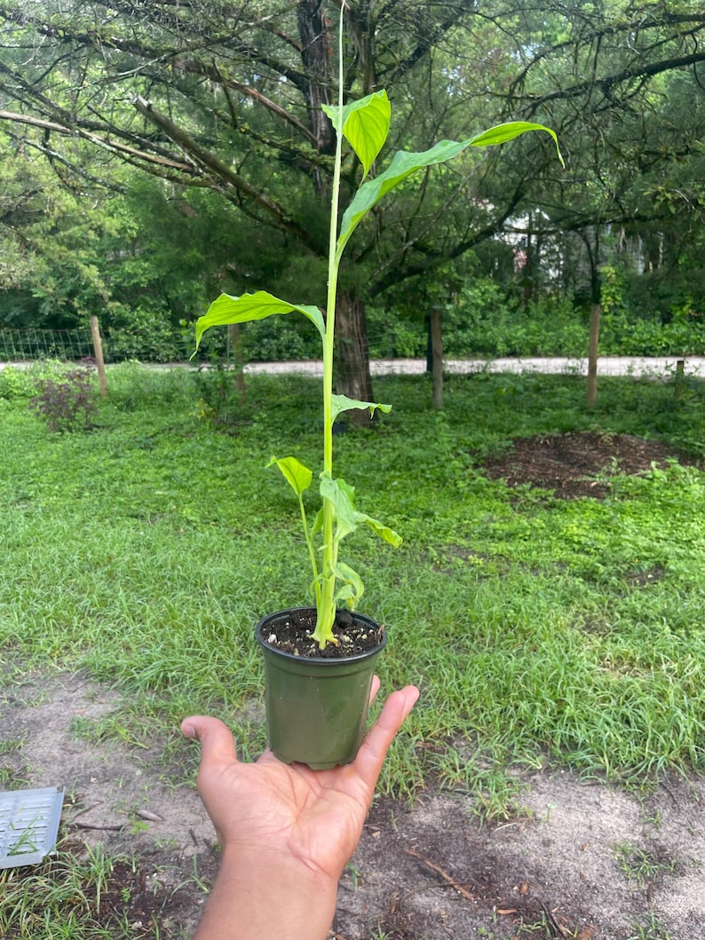 May include: A potted plant with vibrant green leaves and a tall, slender stem. The plant is in a dark green plastic pot, held in a person's hand. The background features lush green grass and trees, suggesting an outdoor setting.