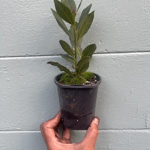 May include: A small potted bay laurel plant with dark green leaves. The plant is in a black plastic pot, held by a hand. The background is a light blue wooden wall.