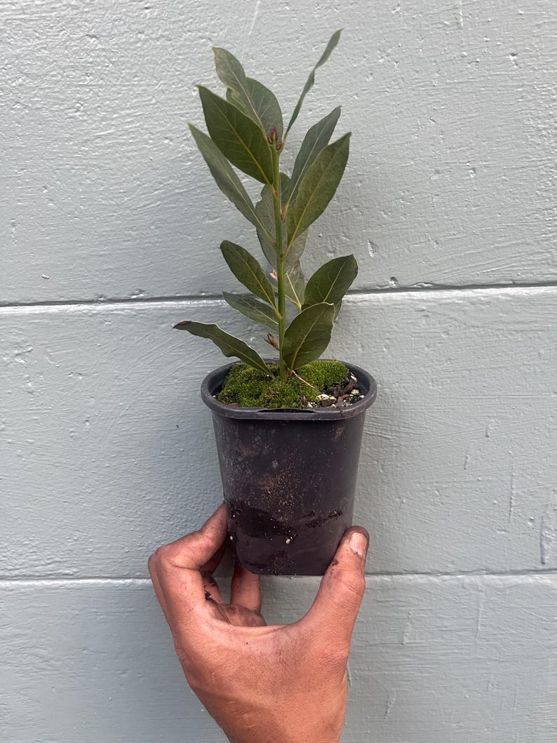 May include: A small potted bay laurel plant with dark green leaves. The plant is in a black plastic pot, held by a hand. The background is a light blue wooden wall.