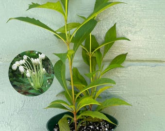 Musical Notes Plant (Clerodendrum incisum) – Live Plant in 4-Inch Pot