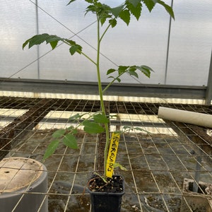 Everglades tomato live plants
