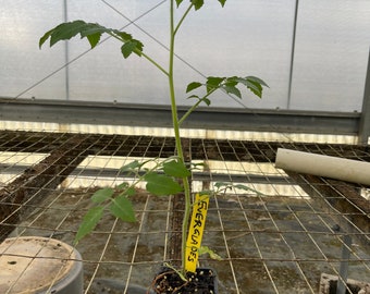 Everglades tomato live plants