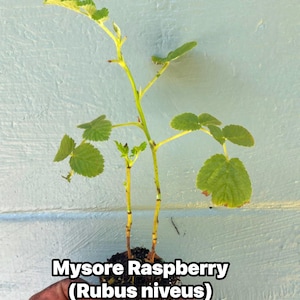 May include: A young Mysore Raspberry plant, Rubus niveus, with green leaves and stems, is shown against a light blue background. The plant is in a small clump of soil, with the text "Mysore Raspberry (Rubus niveus)" at the bottom.