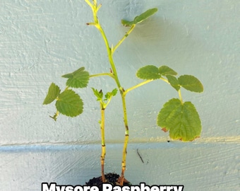 Mysore Raspberry Liners (Rubus niveus)