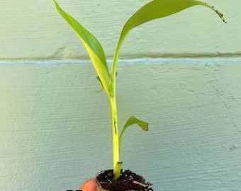 Musa Basjoo Banana Tree – Cold Hardy Tropical Plant, Fast Growing Ornamental Foliage