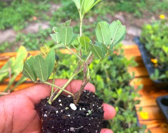 Perennial Peanut Plugs – Groundcover, Pollinator Attractor, Yellow Flowers