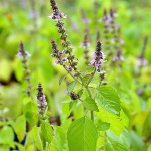 Holy basil (Rama basil)