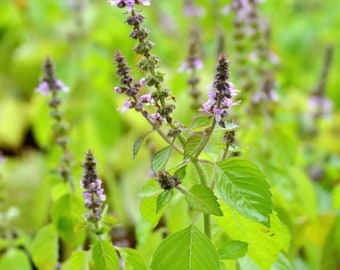 Holy basil (Rama basil) 50 seeds