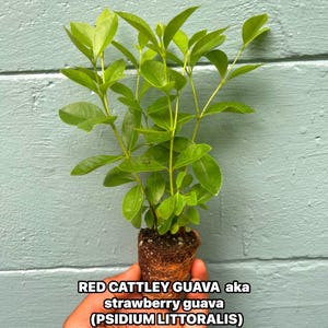 Live Strawberry Guava Tree: Rare Tropical Fruit Plant