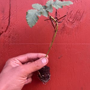 Pode incluir: Uma pequena planta com folhas verdes e um caule marrom avermelhado &eacute; segurada contra um fundo de madeira vermelha. As ra&iacute;zes da planta s&atilde;o vis&iacute;veis, rodeadas de terra. As folhas t&ecirc;m uma apar&ecirc;ncia texturizada.