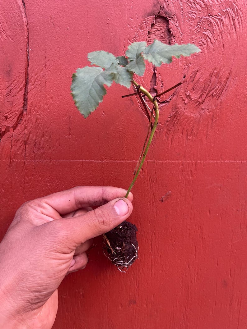 Pode incluir: Uma pequena planta com folhas verdes e um caule marrom avermelhado &eacute; segurada contra um fundo de madeira vermelha. As ra&iacute;zes da planta s&atilde;o vis&iacute;veis, rodeadas de terra. As folhas t&ecirc;m uma apar&ecirc;ncia texturizada.
