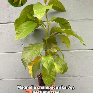 May include: A Magnolia champaca, also known as a Joy perfume tree, is shown in a black pot. The tree has large, green leaves and a small, yellow flower in the upper left corner. The text "Magnolia champaca aka Joy perfume tree" is at the bottom.