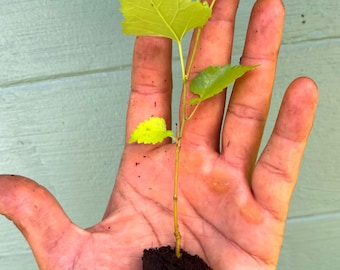 Mojo Berry Mulberry Live Plant
