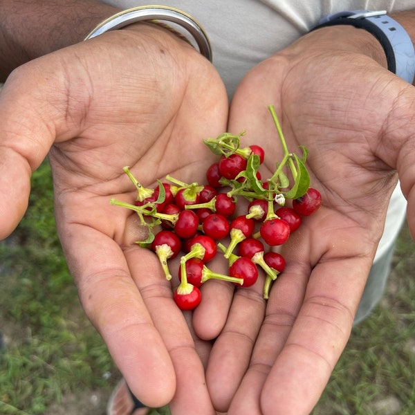 Wiri Wiri Pepper seeds