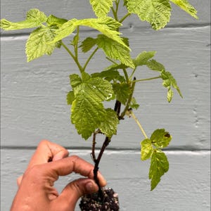May include: A Fall Gold raspberry plant with green serrated leaves and a dark root ball. An inset circular image shows a wooden bowl filled with golden-yellow raspberries. The text 'Fall Gold Raspberry' is printed in white at the bottom.