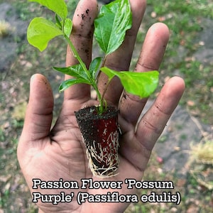 Purple Possum Passionfruit Plant | Exotic Edible Fruit Vine | Passiflora edulis for Garden & Container | Perfect for Pollinator Garden