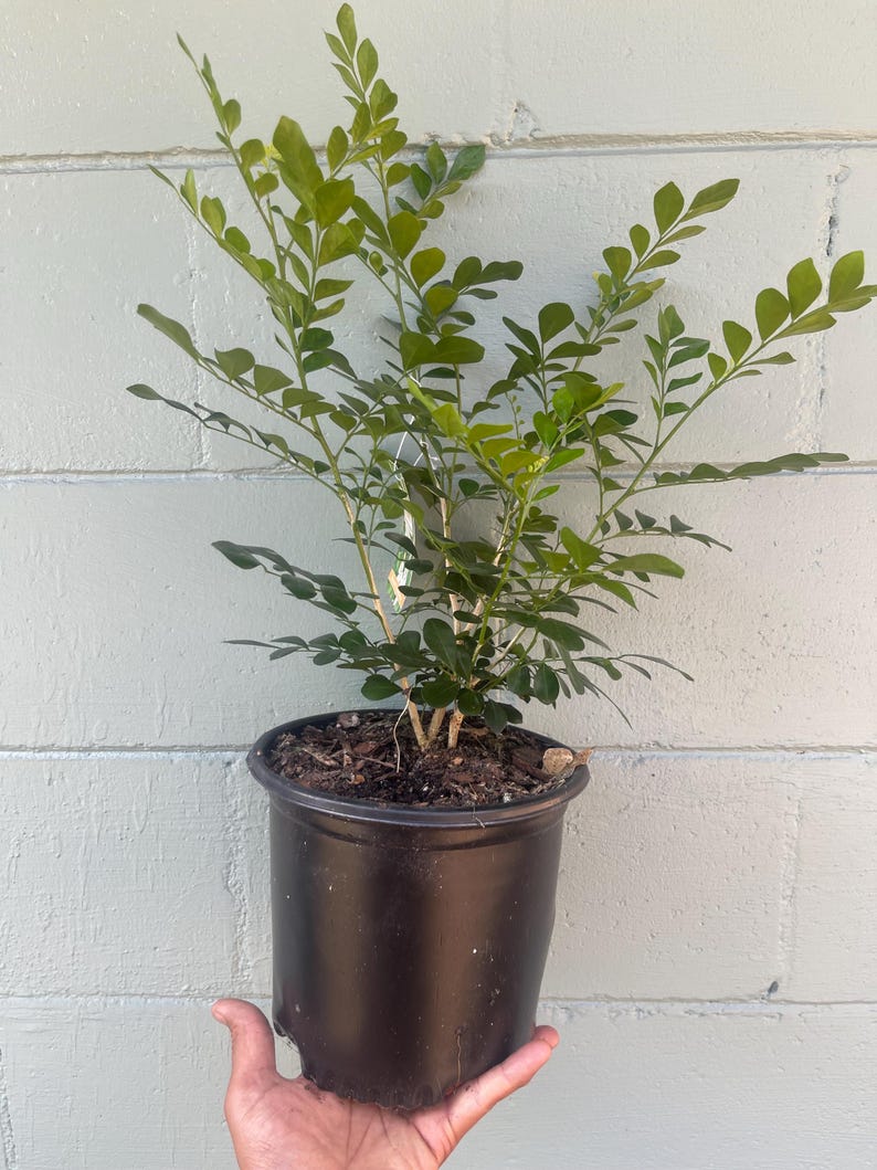 Plantsages Orange Jasmine Plant - Thumbnail 2