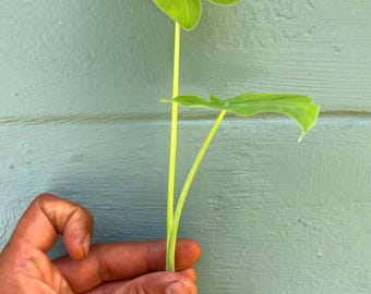 Colocasia gigantea ‘Thailand Giant’ Live Plant – 2” Plug | Giant Elephant Ear