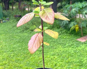 Purple Holy Basil Plant — 4” Pot | Ocimum tenuiflorum