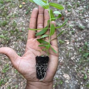 May include: A small green plant with a long stem and many leaves is growing in a black pot. The plant is being held in a person's hand.