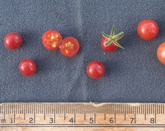 FL everglades tomato seeds