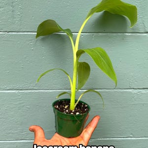 May include: A small potted Icecream banana plant with vibrant green leaves and a light green stem. The plant is in a dark green pot, held in a hand against a teal-colored wooden background. The text "Icecream banana" is at the bottom.